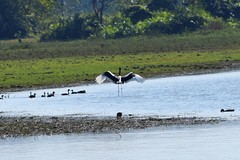 Ephippiorhynchus asiaticus asiaticus