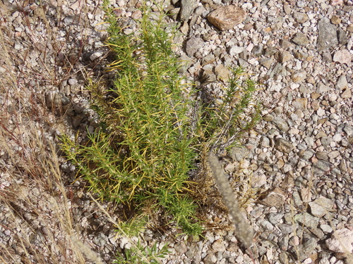 Image of Thorn Karooviolet (Aptosimum spinescens) by no rights reserved