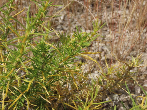 Image of Thorn Karooviolet (Aptosimum spinescens) by no rights reserved