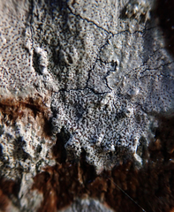 Lecanora kohu