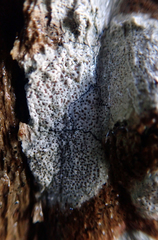 Lecanora kohu