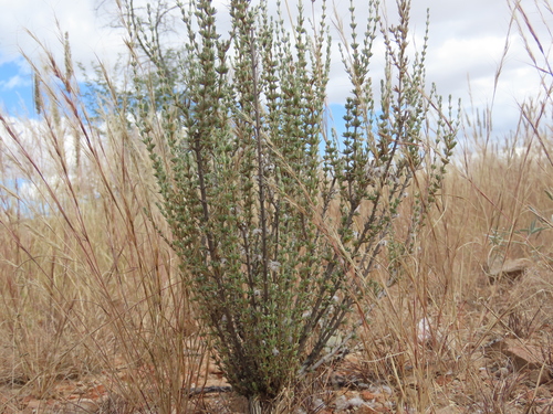 Heath Kapok (Eriocephalus ericoides)