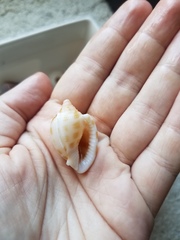 Phalium areola