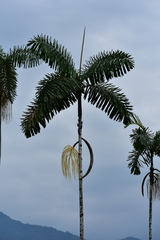 Iriartea deltoidea