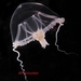 Stomotoca atra - Photo (c) WoRMS Editorial Board, algunos derechos reservados (CC BY-NC-SA)