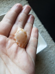 Phalium areola