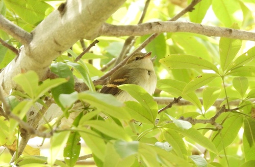 Fuscous Flycatcher (Cnemotriccus fuscatus), photo 6