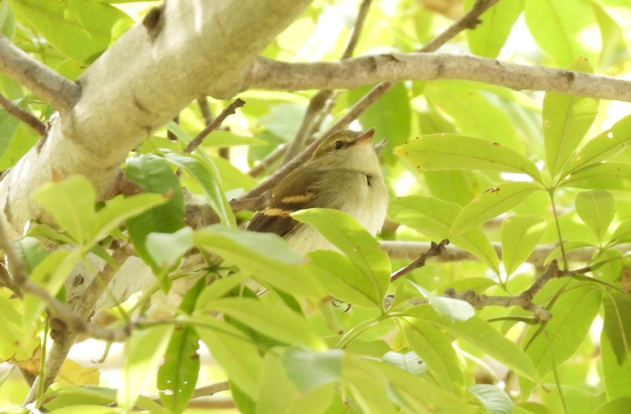Fuscous Flycatcher (Cnemotriccus fuscatus), photo 8