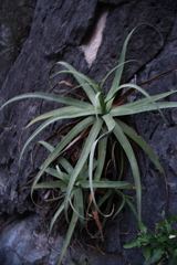 Agave bracteosa