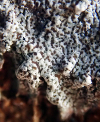 Lecanora kohu
