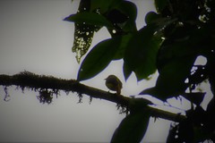 Myiotriccus ornatus