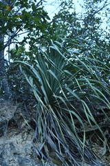 Dasylirion berlandieri