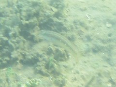 Halichoeres chloropterus