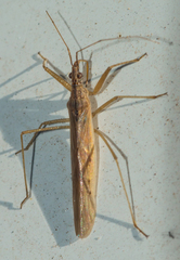 Nabis capsiformis
