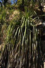 Dasylirion berlandieri