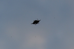 Gasteracantha transversa