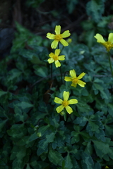Ranunculus sierrae-orientalis