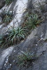 Agave bracteosa