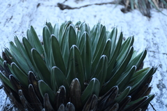 Agave victoriae-reginae