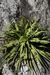 Agave bracteosa
