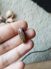 Oliva oliva