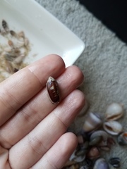 Oliva oliva