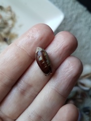 Oliva oliva