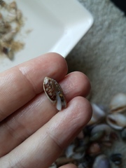 Oliva oliva