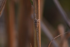 Hellula