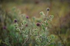 Sphaeranthus indicus