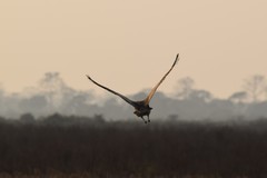 Houbaropsis bengalensis