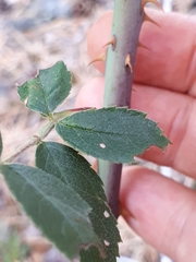 Rosa caesia glauca