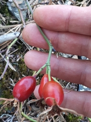 Rosa caesia glauca
