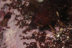Heteroclinus roseus