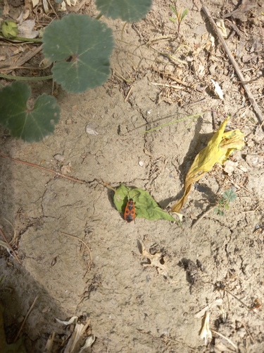 European Firebug