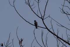 Microhierax caerulescens