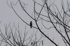 Microhierax caerulescens