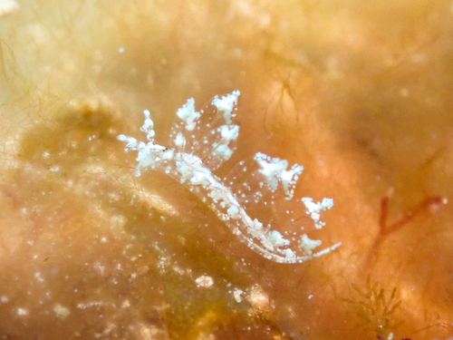 Hermaea cubana
