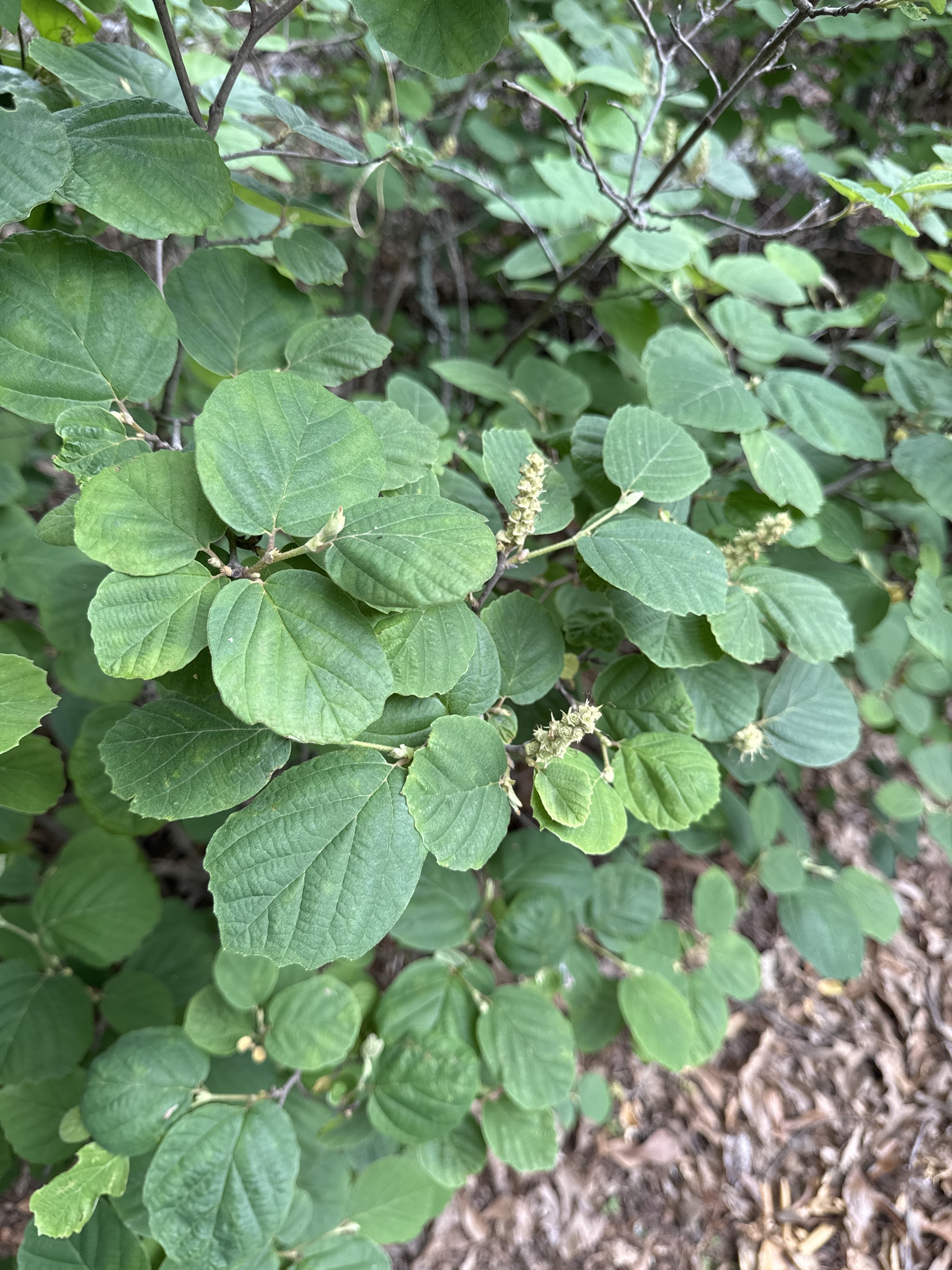Dwarf Witchalder (Fothergilla gardenii)