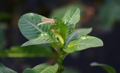 Odonata