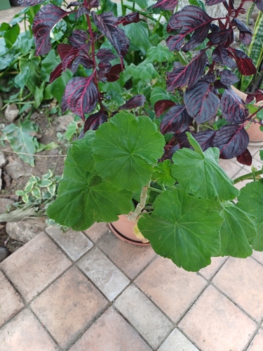 Pelargonium odoratissimum iNat (2)