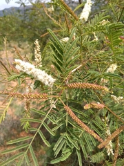 Mimosoideae