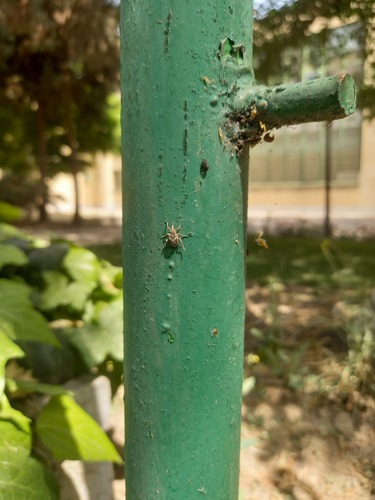 Brachypera lunata