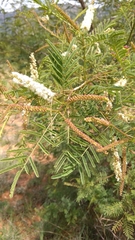 Mimosoideae