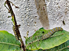 Danaus plexippus