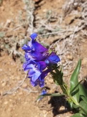 Penstemon glaber
