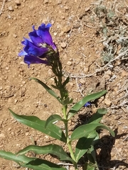 Penstemon glaber
