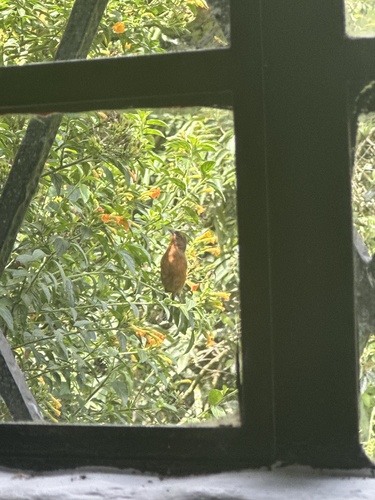 Rufous-browed Conebill (Conirostrum rufum), photo 10