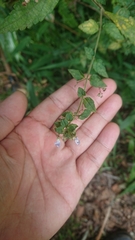 Isodon amethystoides