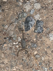 Paruroctonus